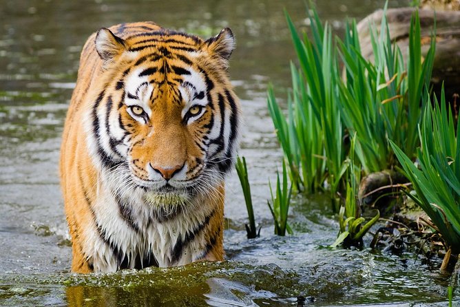 4 Day Golden Triangle with Ranthambore Tiger Safari Tour from Delhi - Getting From Delhi to Agra to Jaipur Without Wasting a Day