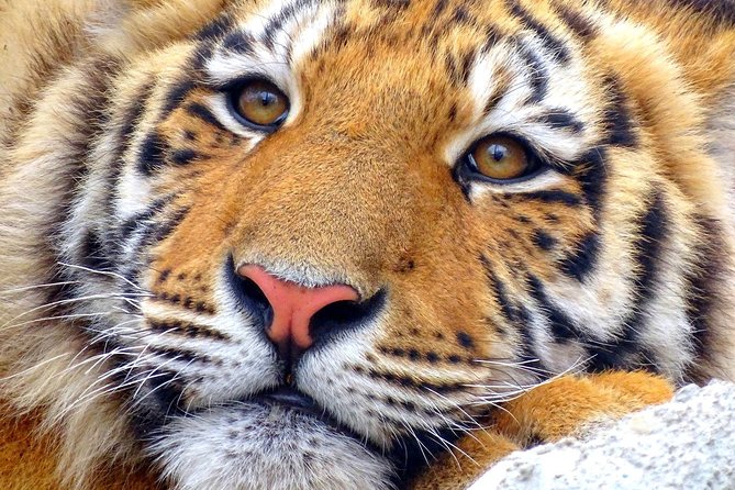 4 Day Golden Triangle with Ranthambore Tiger Safari Tour from Delhi - Day 3: The Ranthambore Safari Reality Check (and Jaipur After)