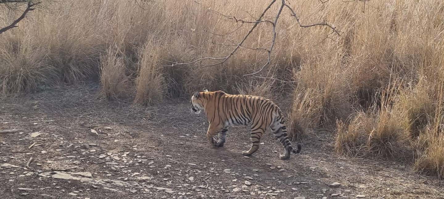 From Delhi: 4-Day Golden Triangle & Ranthambore Guided Tour - The real feel of this 4-day Golden Triangle plus Ranthambore