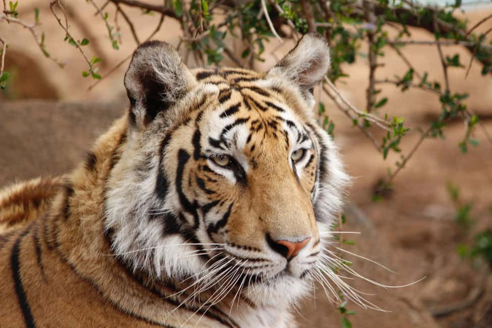 From Delhi: 4-Day Golden Triangle & Ranthambore Guided Tour - Day 1: Delhi to Agra—Jama Masjid, Chandni Chowk rickshaw, and Mughal landmarks