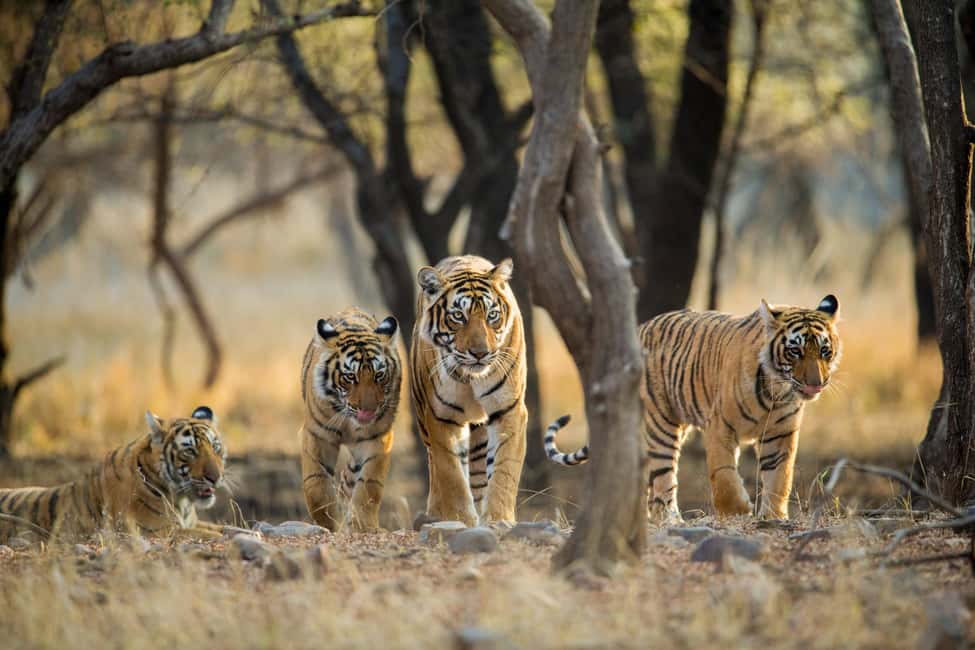 From Delhi: 4-Day Golden Triangle & Ranthambore Guided Tour - Day 3: Ranthambore tiger safari—wildlife time with real uncertainty