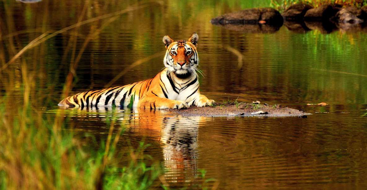 From Delhi: 5-Day Tiger Safari & Golden Triangle Tour - Day 3 at Ranthambore: Two Safari Drives and the Waiting Game
