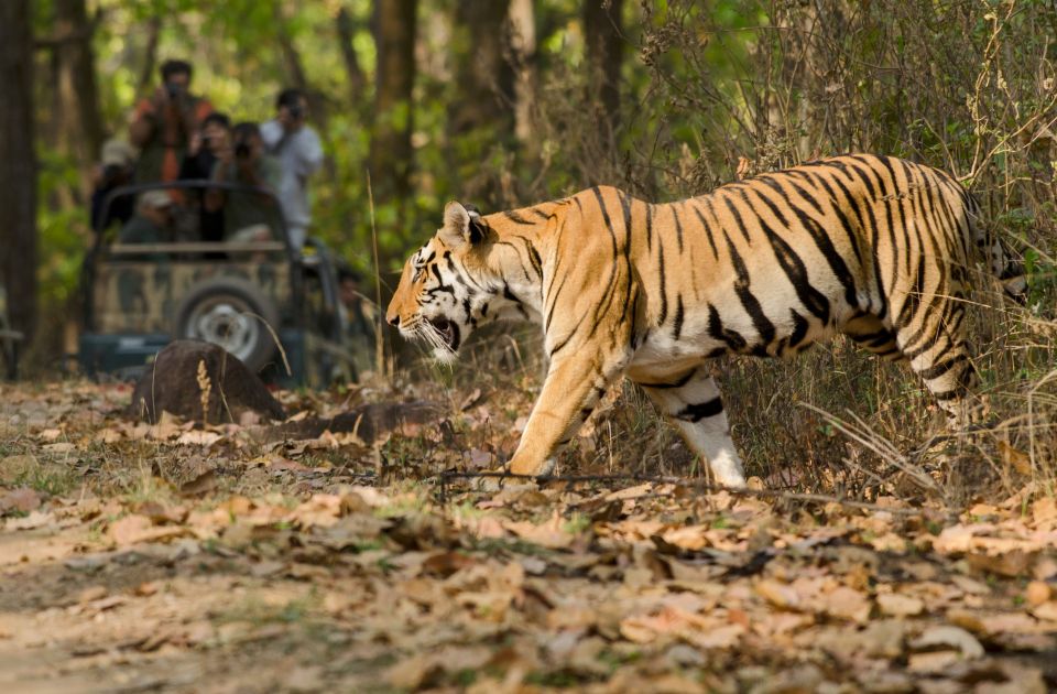 From Delhi: 5-Day Tiger Safari & Golden Triangle Tour - Price and Value: Why This $153 Deal Can Be a Good Trade