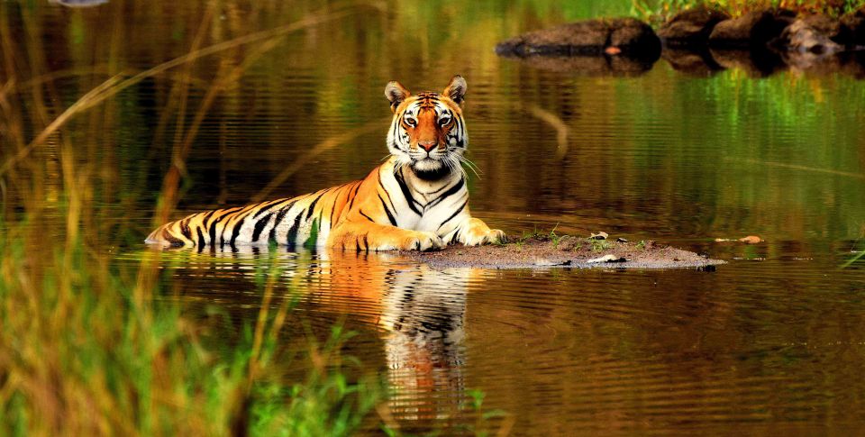 From Delhi: 5-Day Tiger Safari & Golden Triangle Tour - Day 1 in Delhi: India Gate, Jama Masjid, Humayun’s Tomb, and Qutab Minar
