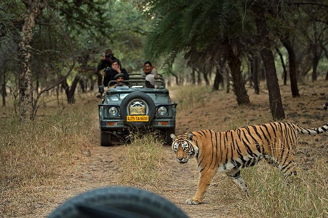 Private 5-Day Ranthambhore Tiger Tour from Delhi including the Taj Mahal, Agra and Jaipur - How the days connect: the pace behind Delhi–Agra–Jaipur–Ranthambore