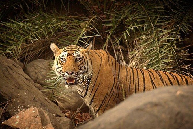 Private 5-Day Ranthambhore Tiger Tour from Delhi including the Taj Mahal, Agra and Jaipur - Agra without wasted time: Taj Mahal sunrise plus Agra Fort
