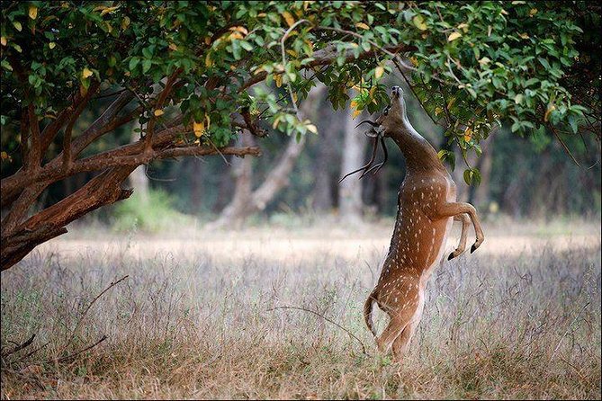 Private 5-Day Ranthambhore Tiger Tour from Delhi including the Taj Mahal, Agra and Jaipur - The Ranthambore part: safari reality, jeep vs canter, and how to maximize your odds