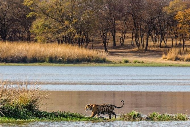 Private 5-Day Ranthambhore Tiger Tour from Delhi including the Taj Mahal, Agra and Jaipur - Price and logistics: does $595.78 feel fair for this set-up?