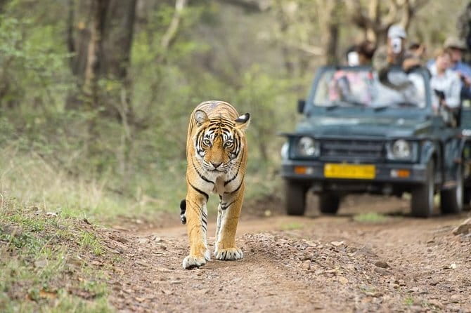Sunrise Taj Mahal Tour From Delhi - Who should book this sunrise Taj Mahal day trip